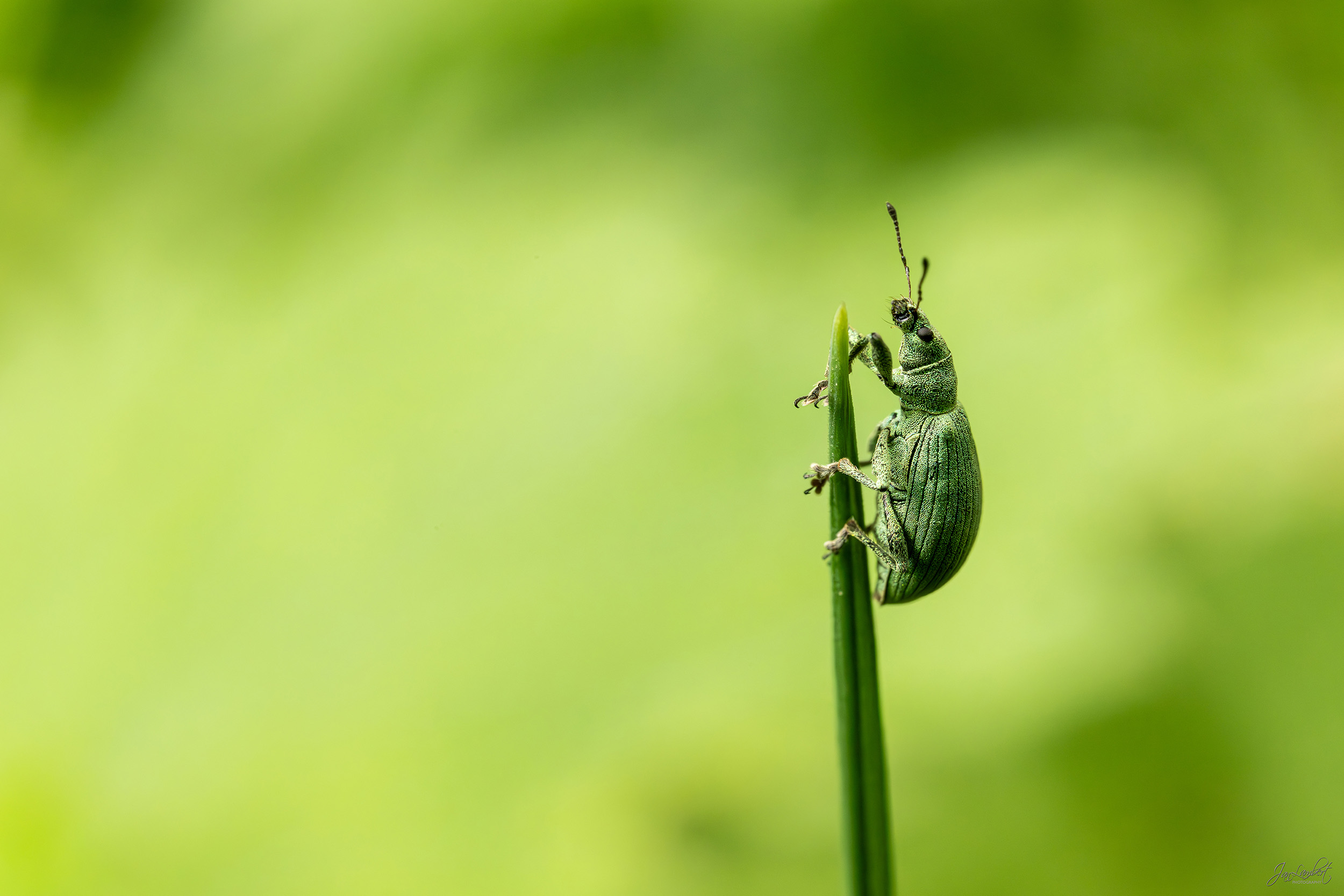 foto snuitkevertje - Janlambertphotography.com